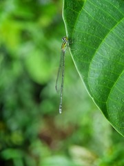 Pseudagrion australasiae