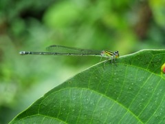 Pseudagrion australasiae
