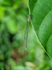 Pseudagrion australasiae