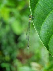 Pseudagrion australasiae