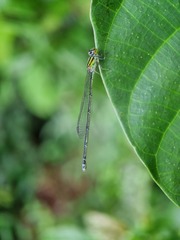 Pseudagrion australasiae