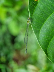 Pseudagrion australasiae