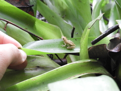 Scinax perpusillus