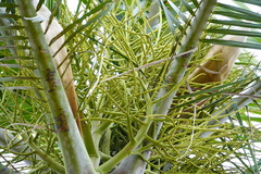 Dypsis leptocheilos