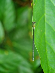 Pseudagrion australasiae