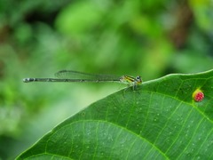 Pseudagrion australasiae