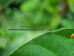 Pseudagrion australasiae