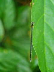 Pseudagrion australasiae