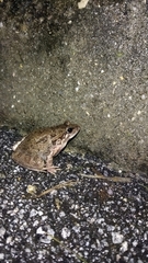 Discoglossus galganoi