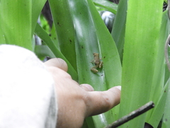 Scinax perpusillus