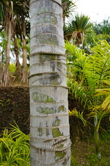 Dypsis leptocheilos