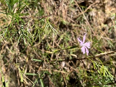 Dianthus longicalyx