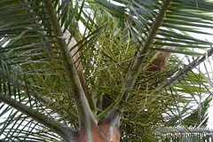 Dypsis leptocheilos
