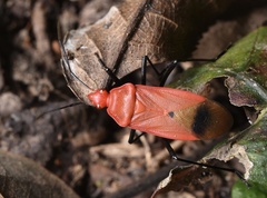 Dindymus sanguineus