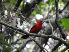 Ramphocelus bresilius