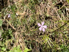 Dianthus longicalyx