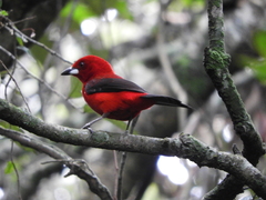 Ramphocelus bresilius