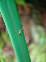 Siler semiglaucus