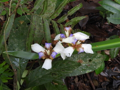 Trimezia gracilis