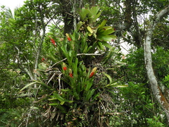 Aechmea nudicaulis