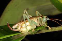 Eugryllacris panteli