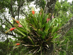 Aechmea nudicaulis