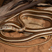 Psammophis subtaeniatus - Photo (c) Tyrone Ping, algunos derechos reservados (CC BY-NC), subido por Tyrone Ping