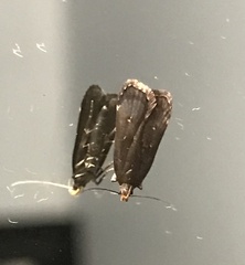 Dichomeris juncidella