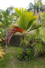 Verschaffeltia splendida