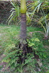 Verschaffeltia splendida