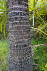 Verschaffeltia splendida