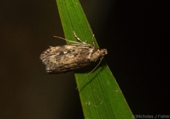 Barea crassipalpis