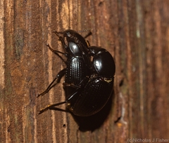 Hydissus feronioides