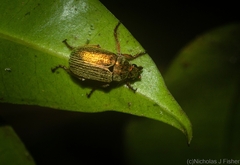 Diphucephala lineata