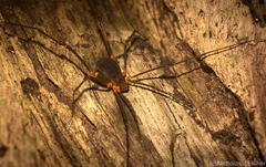 Octobunus singularis