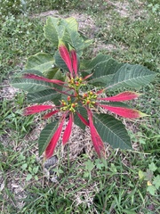 Euphorbia pulcherrima