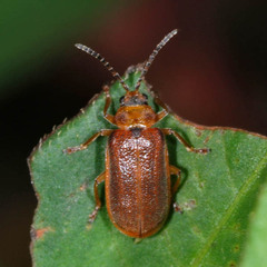 Galerucella lineola