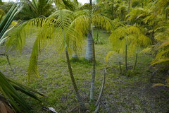 Dypsis onilahensis