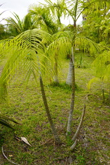 Dypsis onilahensis