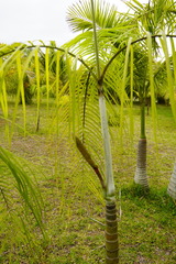 Dypsis onilahensis