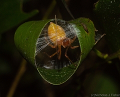 Cheiracanthiidae