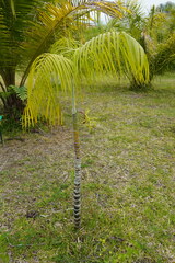Dypsis onilahensis