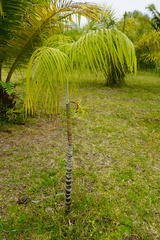 Dypsis onilahensis