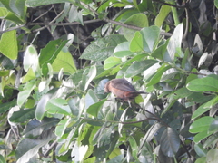Ramphocelus bresilius