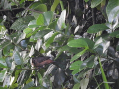 Ramphocelus bresilius