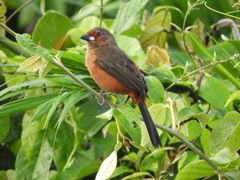 Ramphocelus bresilius