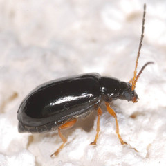 Luperus xanthopoda
