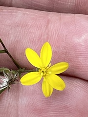 Chrysopsidinae