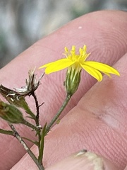 Chrysopsidinae