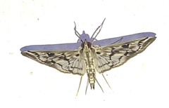 Rhimphalea